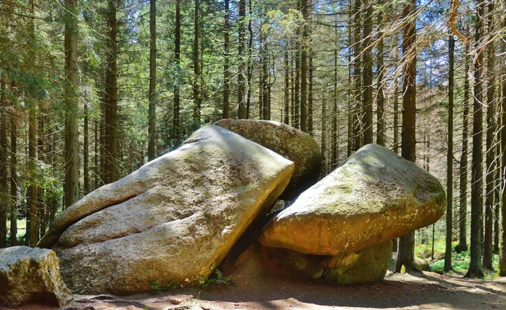 Die Dreibrodesteine umgeben von Bäumen im Harz. 