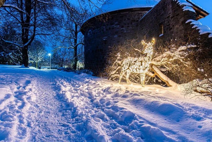 Lichterzauber im Schnee, Reh