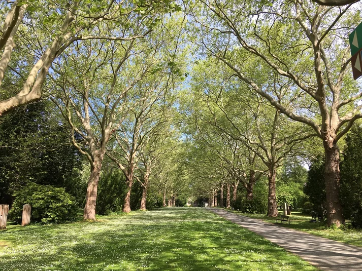 Platanen-Allee auf dem Stadtfriedhof Göttingen