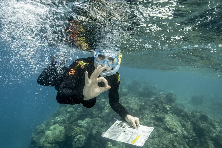 Great barrier reef Louisa Schneider