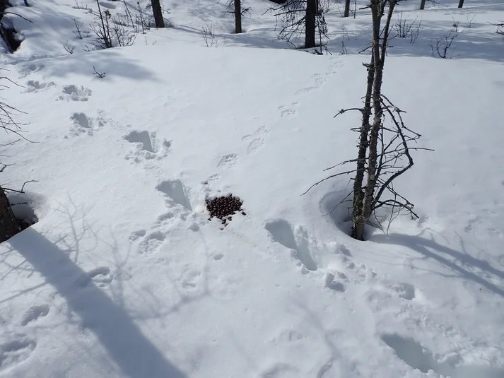 Schneebedeckter Waldboden, Spuren eines Tieres laufen quer durch das Bild, etwas mittig ein kleiner Haufe Köttel