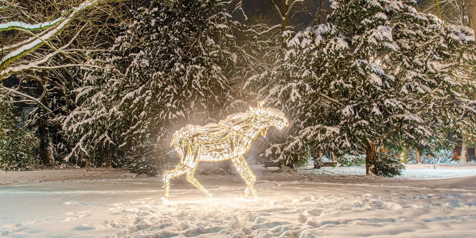 Lichterzauber im Schnee, Elch