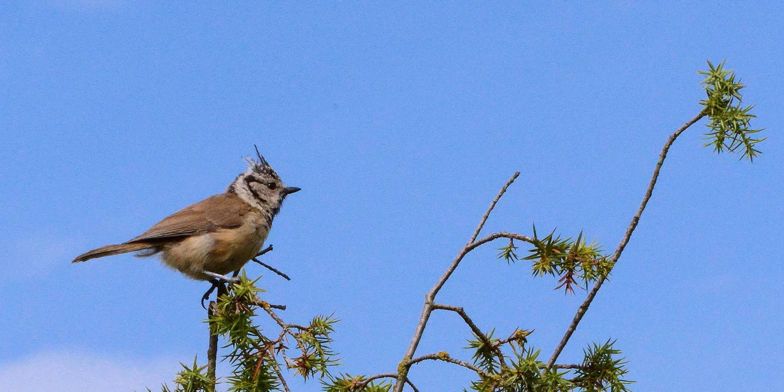 11 Haubenmeise_20130530_01.jpg