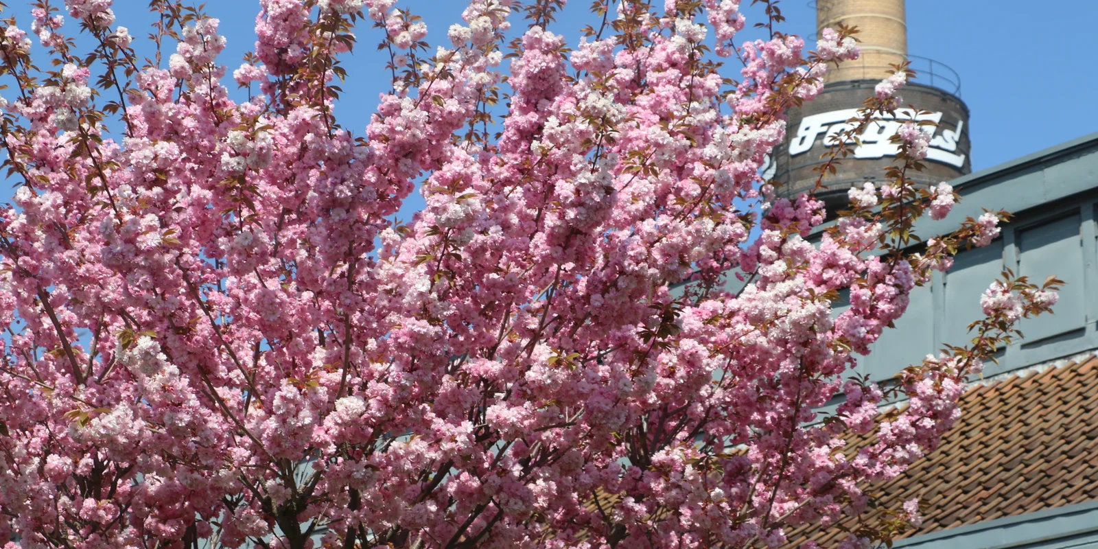 Frühling im Fagus-Werk