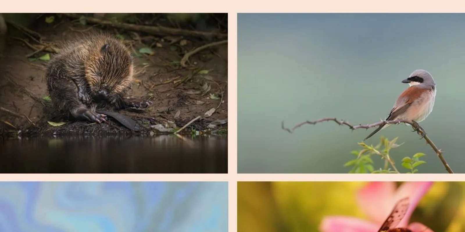 Naturfotoausstellung "Wildes Göttingen"