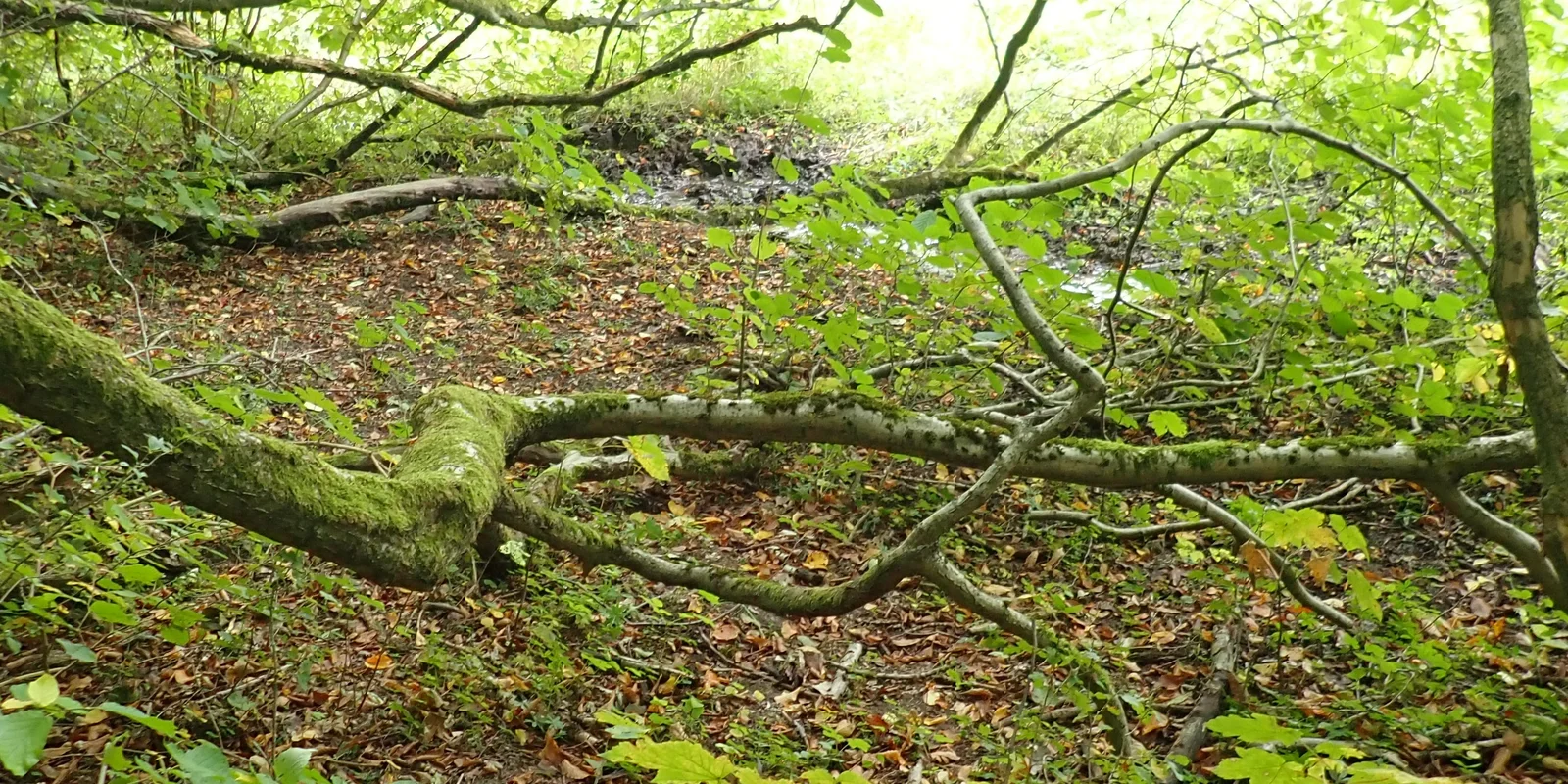 Naturerfahrung rund um Göttingen