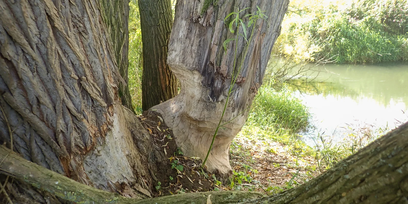 Im Vordergrund ein Baum, der rundherum von einem Biber angenagt wurde, im Hintergrund ein Fluss