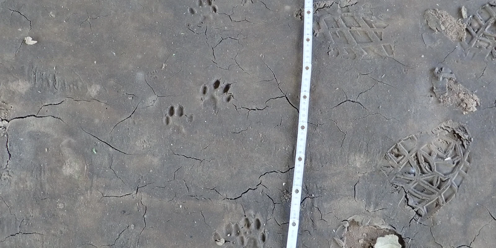 Spuren eines Tieres im Schlamm, daneben ein kurzer Zollstock