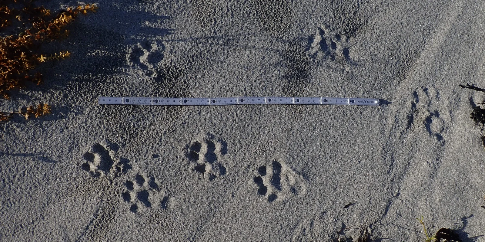 Von rechts nach links laufen die Spuren eines Tieres im Sand, ein kleiner Zollstock liegt daneben