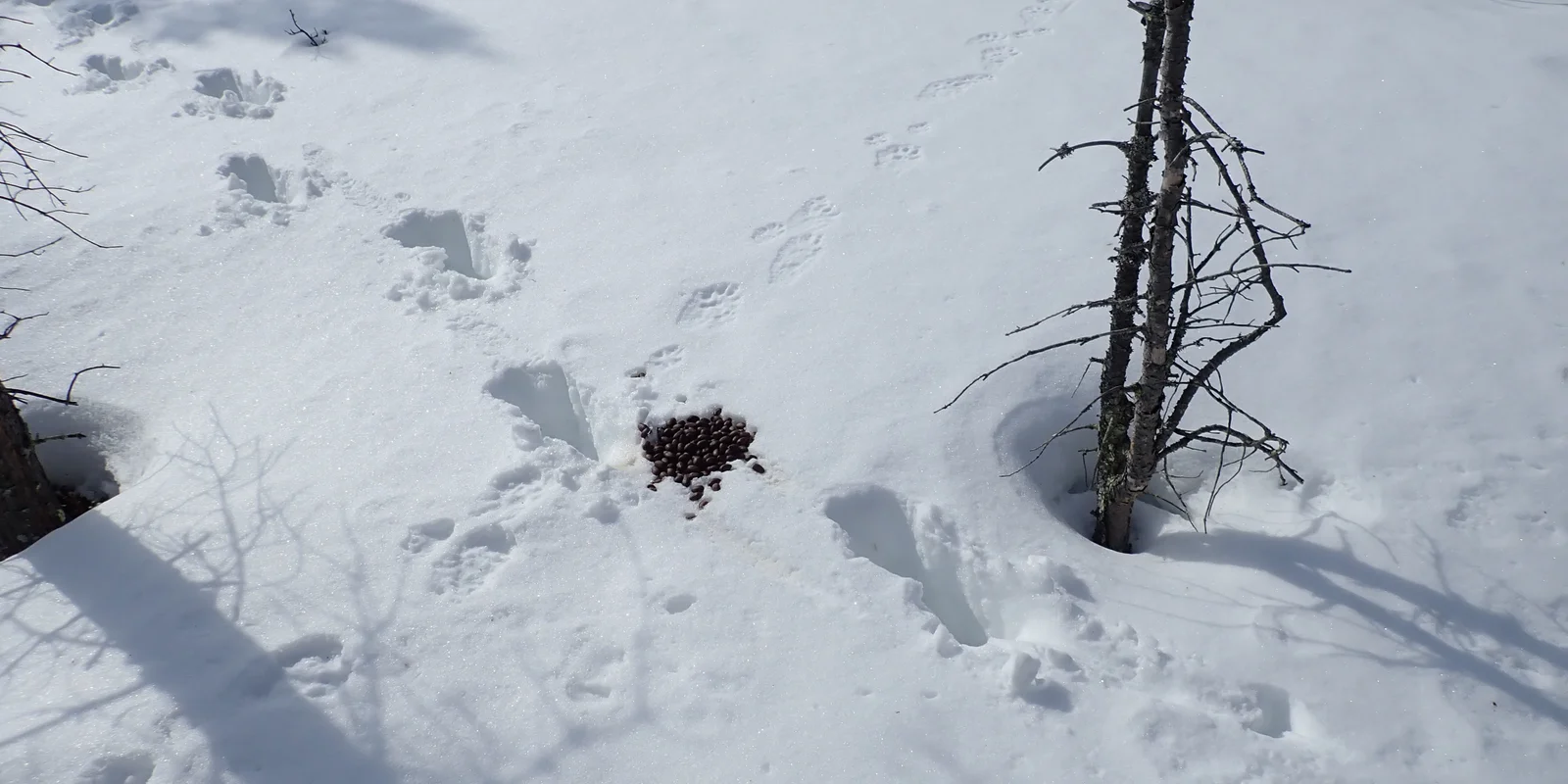 Schneebedeckter Waldboden, Spuren eines Tieres laufen quer durch das Bild, etwas mittig ein kleiner Haufe Köttel