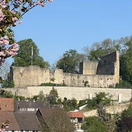 Eine Burgruine auf einem Hügel, darüber blauer Himmel, von links ragen Zweige einer blühenden Zierkirsche ins Bild