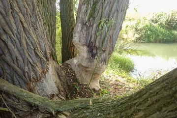 Im Vordergrund ein Baum, der rundherum von einem Biber angenagt wurde, im Hintergrund ein Fluss