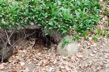 Foto vom Waldboden, im Hintergrund Bärlauch, im Vordergrund  Erde und Laub, dazwischen hat ein Tier seine Höhle gegraben