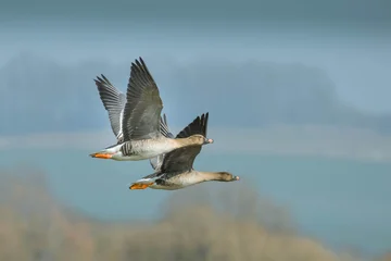 Wildgänse