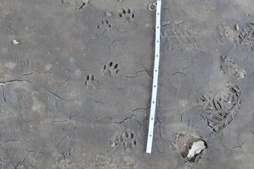 Spuren eines Tieres im Schlamm, daneben ein kurzer Zollstock