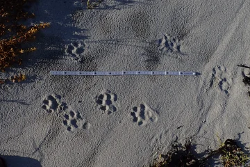 Von rechts nach links laufen die Spuren eines Tieres im Sand, ein kleiner Zollstock liegt daneben