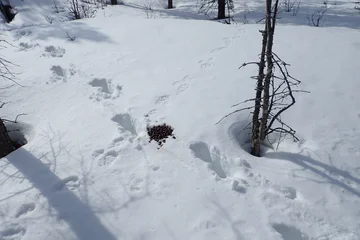 Schneebedeckter Waldboden, Spuren eines Tieres laufen quer durch das Bild, etwas mittig ein kleiner Haufe Köttel