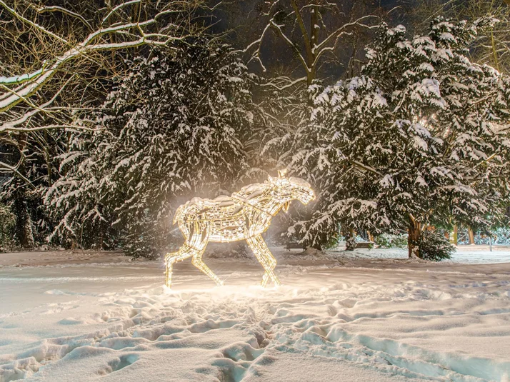 Lichterzauber im Schnee, Elch