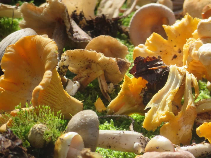 Pilzvielfalt im Naturpark Münden