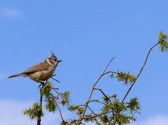 11 Haubenmeise_20130530_01.jpg