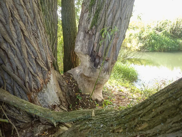 Im Vordergrund ein Baum, der rundherum von einem Biber angenagt wurde, im Hintergrund ein Fluss