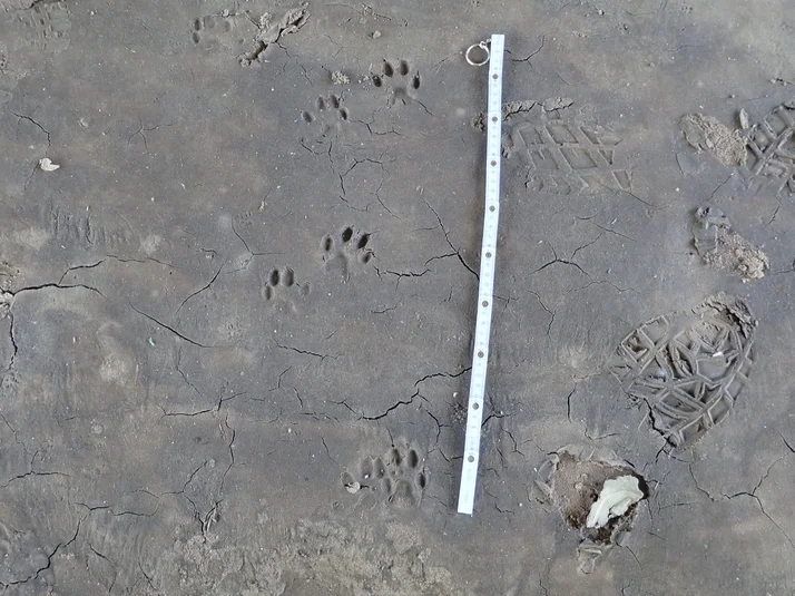 Spuren eines Tieres im Schlamm, daneben ein kurzer Zollstock